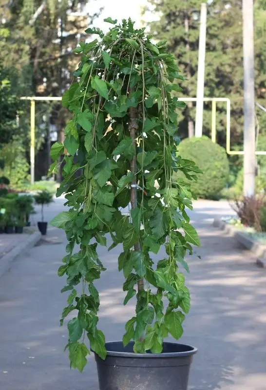 Шовковиця alba Pendula (h 160-180 см)