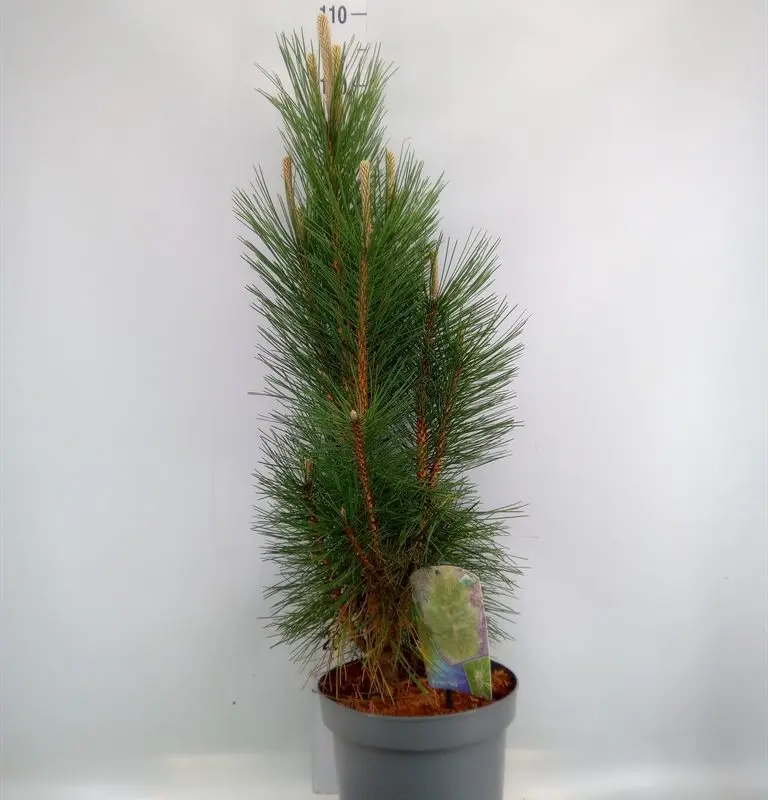 Сосна чорна «Пірамідаліс» Pinus nigra 'Pyramidalis' 90см