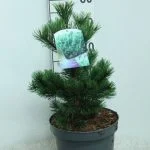 Сосна Heldreichii 'compact Gem' (Сосна Гельдрейха білокора Компакт Джем) — Квітковий стиль, Харків