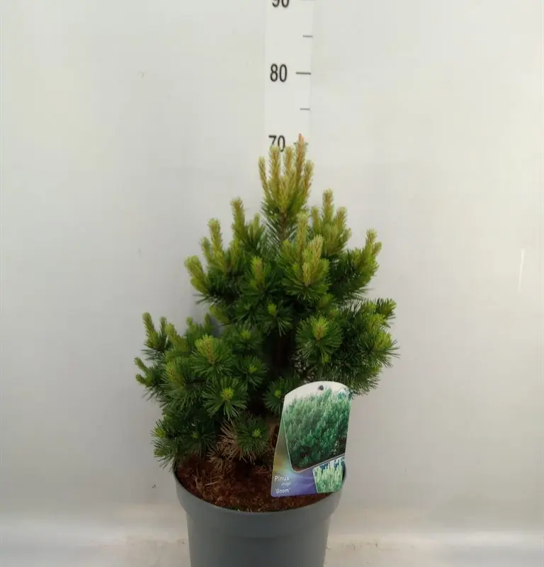 Сосна гірська «Гном» (Pinus mugo 'Gnom') 60см