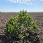 Сосна горна мікс ( 70 см ) — Квітковий стиль, Харків