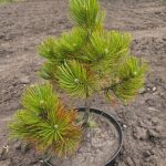 Сосна Leucodermis (Сосна білокора/боснійська) 40 см — Квітковий стиль, Харків