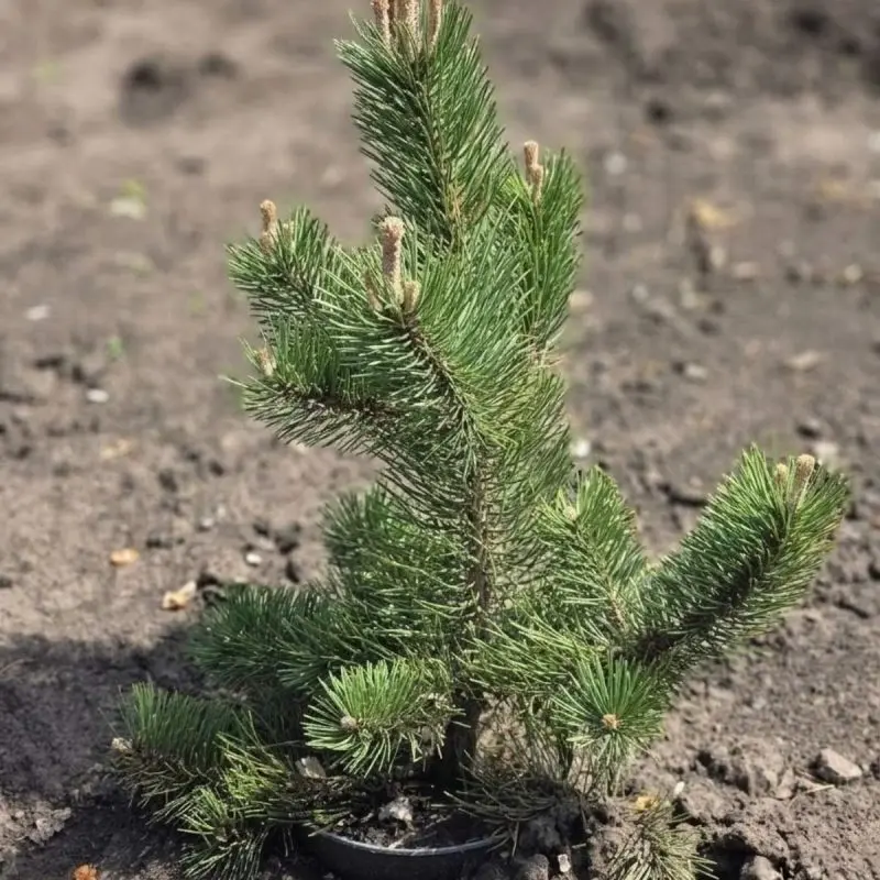 Сосна nigra Oregon Green (Сосна чорна «Орегон Грін») 55 см