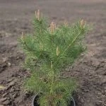 Сосна nigra (Сосна чорна 100 см) — Квітковий стиль, Харків