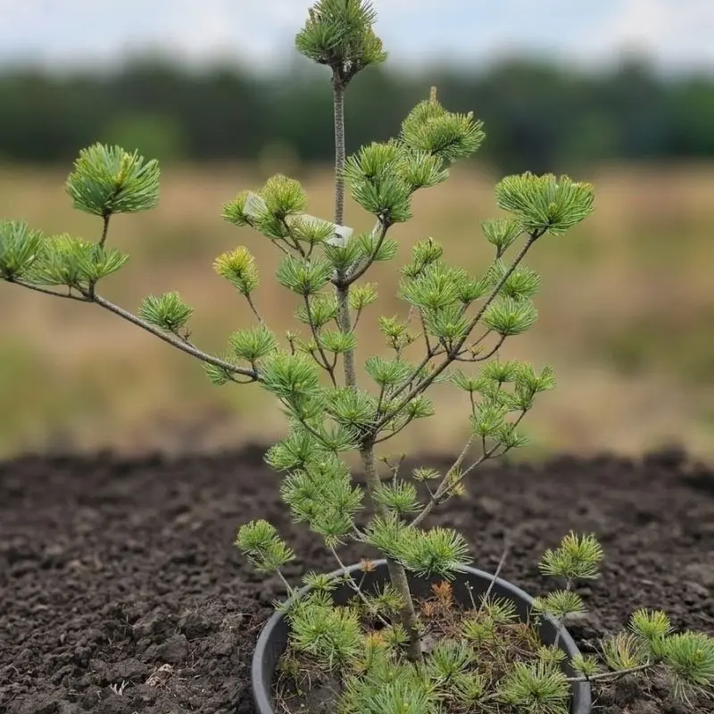 Сосна parviflora (110 см)