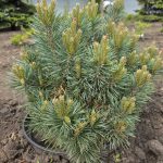 Сосна ponderosa Little Champion (45 см) — Квітковий стиль, Харків