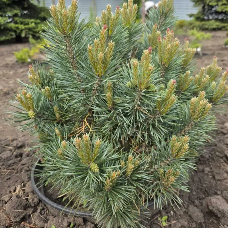 Сосна ponderosa Little Champion (45 см)