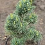 Сосна schwerini Wiethorst (60 см) — Квітковий стиль, Харків