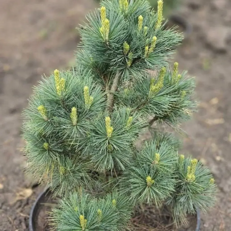 Сосна schwerini Wiethorst (60 см)