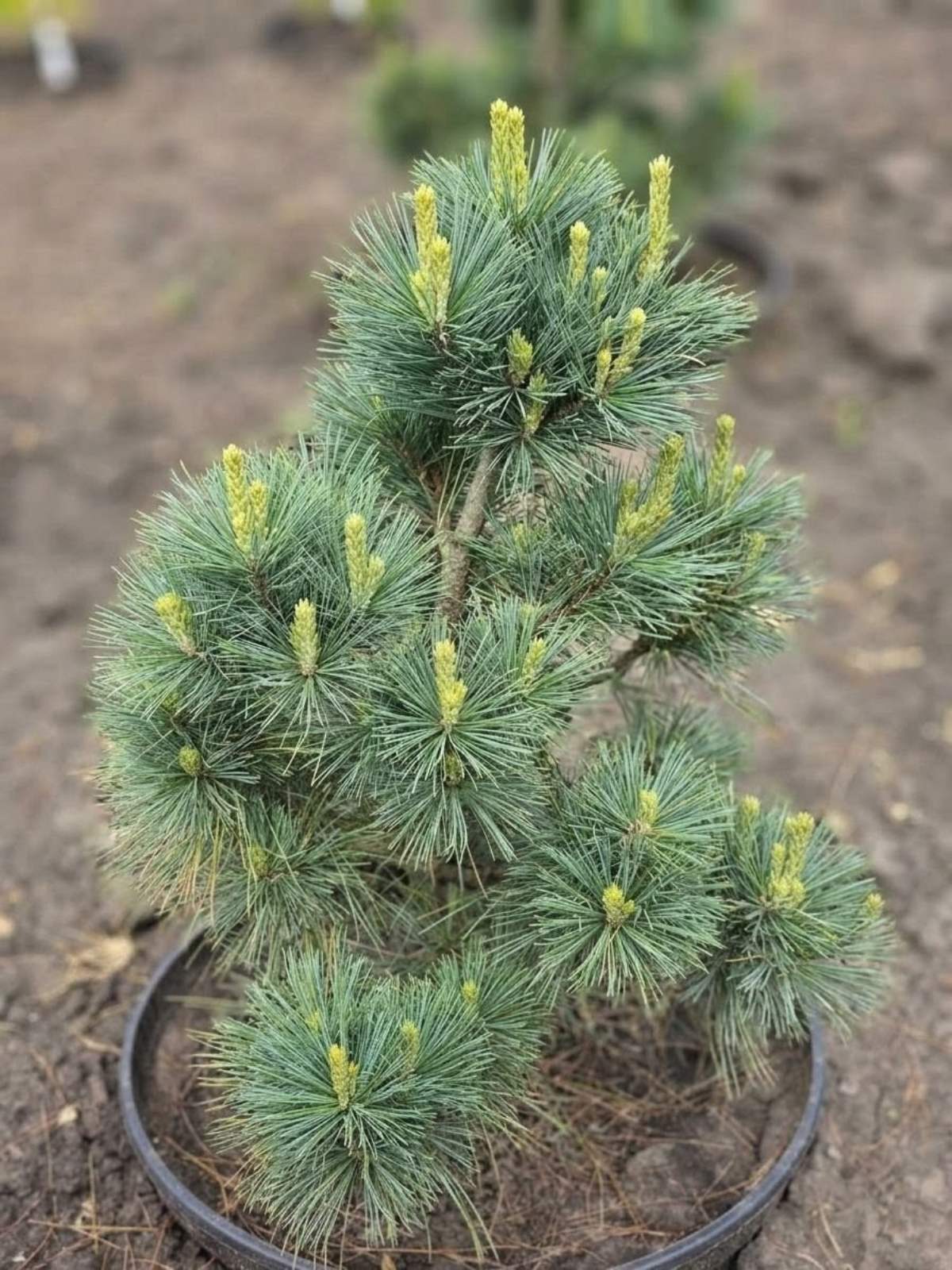 Сосна schwerini Wiethorst (60 см) — Квітковий стиль, Харків