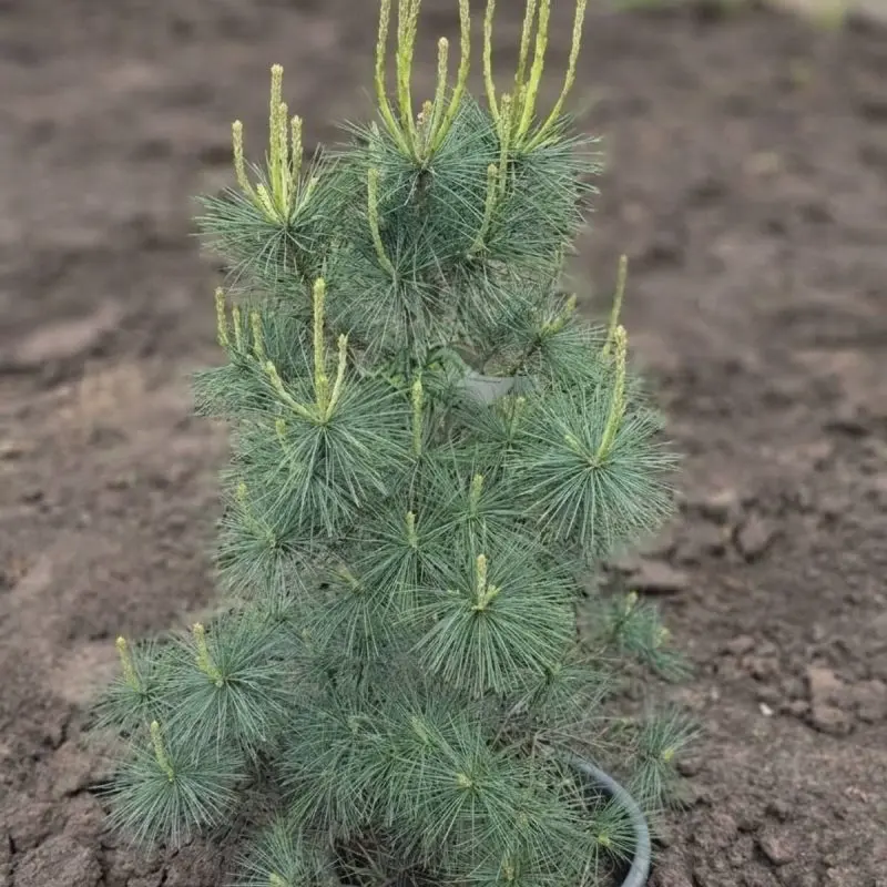 Сосна strobus Blue Clovers (100 см)