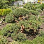 Сосна sylv. Repens Bonsai — Квітковий стиль, Харків