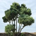 Сосна sylv. Watereri bonsai (Сосна звичайна Ватерері, сформована у стилі бонсай) 150 см — Квітковий стиль, Харків