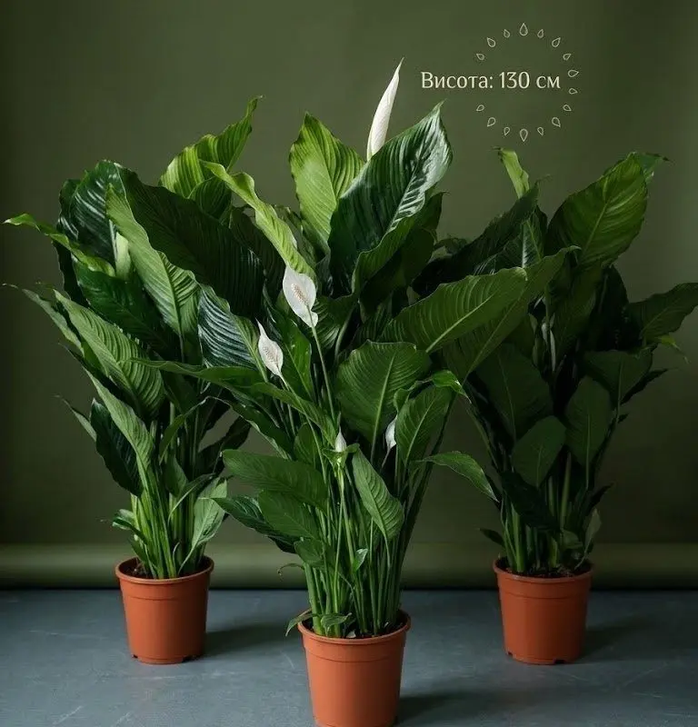 Спатіфілум "Sweet Lauretta" (130 см)