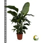Стреліція Ніколаї (Strelitzia nicolai) 130 см — Квітковий стиль, Харків