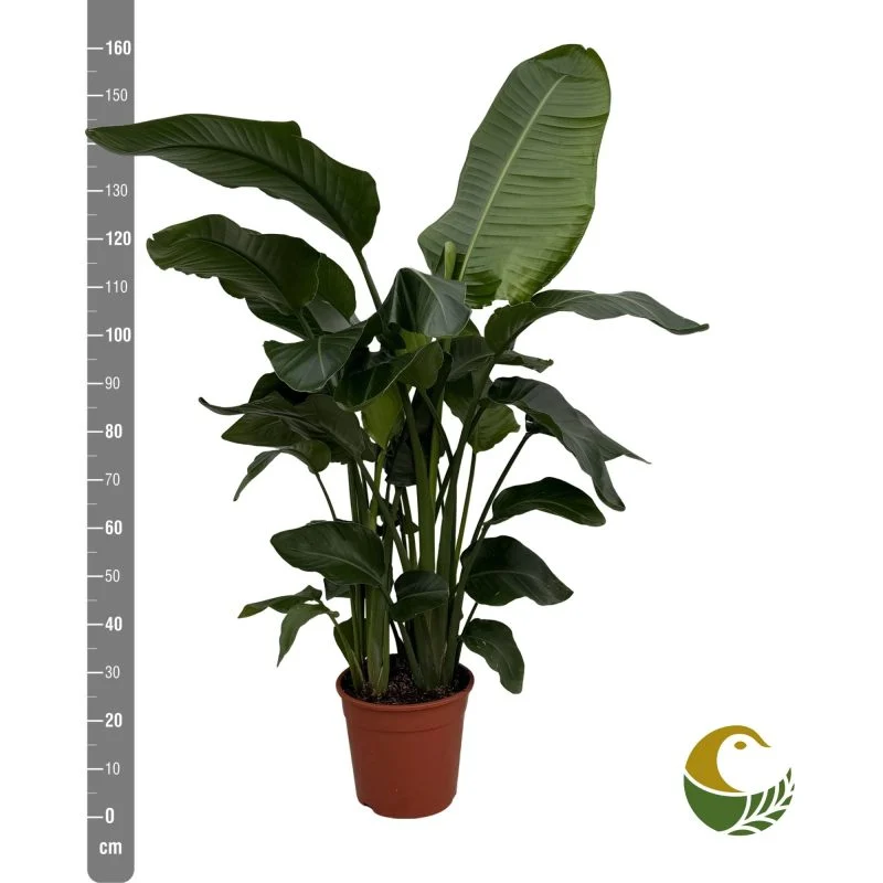 Стреліція Ніколаї (Strelitzia nicolai) 130 см