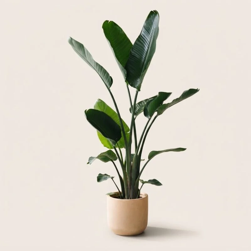Стреліція Ніколаї (Strelitzia nicolai) 130 см