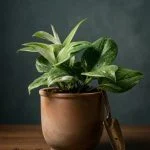 Сциндапсус Treubii Rubicon — Квітковий стиль, Харків