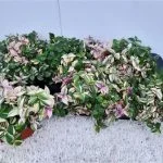 Традесканція "Quadricolor" — Квітковий стиль, Харків