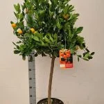 Цитрус Каламондін 125см (цитрофортунелла) — Квітковий стиль, Харків
