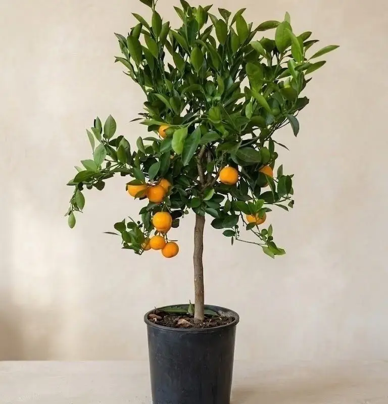 Цитрус Microcarpa 65-75 см