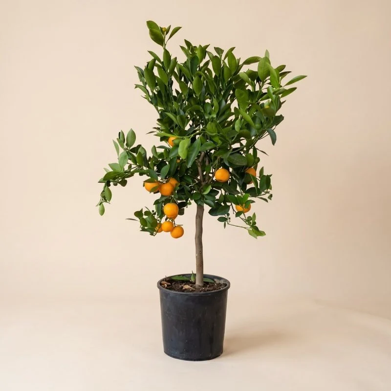 Цитрус Microcarpa 65-75 см