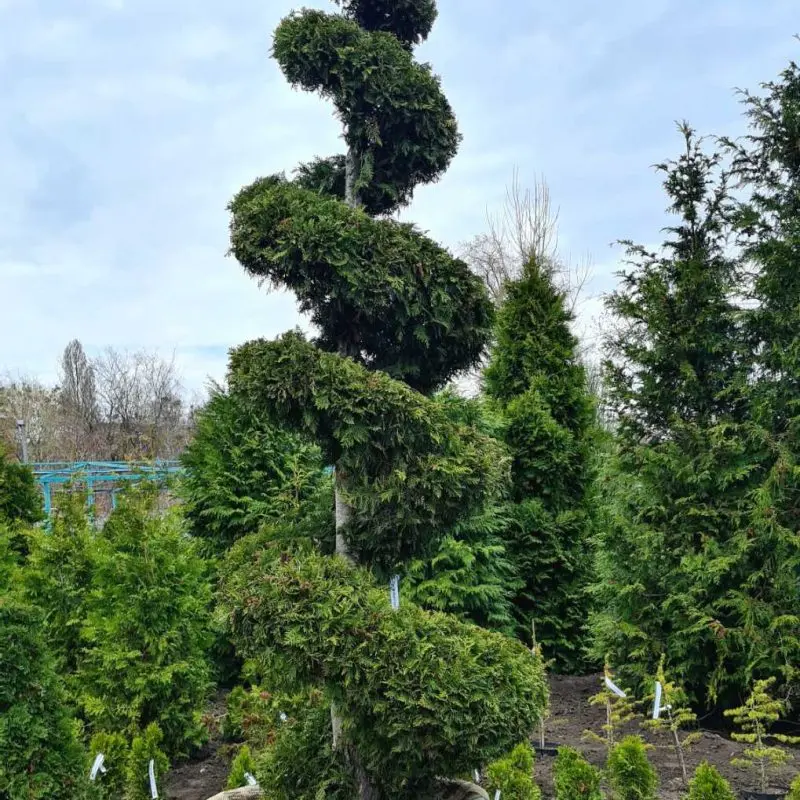 Туя brabant spiral (h 300+ см)
