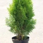 Туя platycladus Aurea Nana (60 см) — Квітковий стиль, Харків