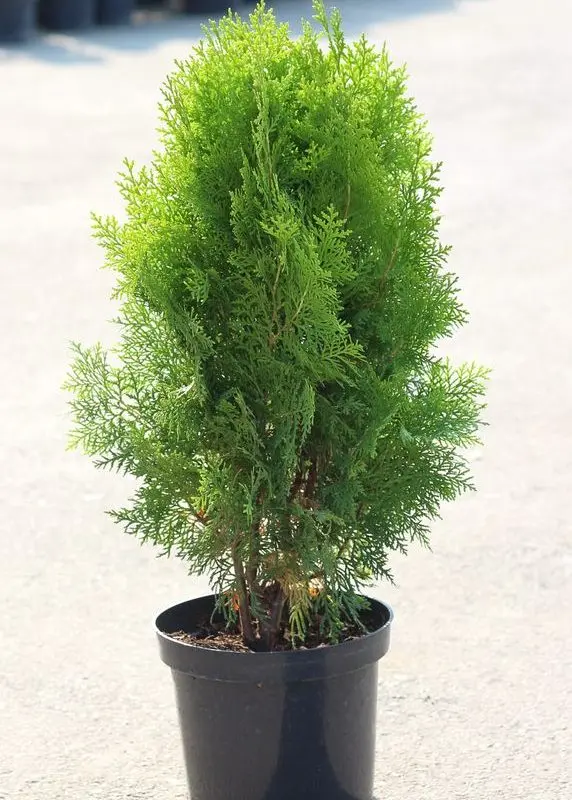 Туя platycladus Aurea Nana (60 см)