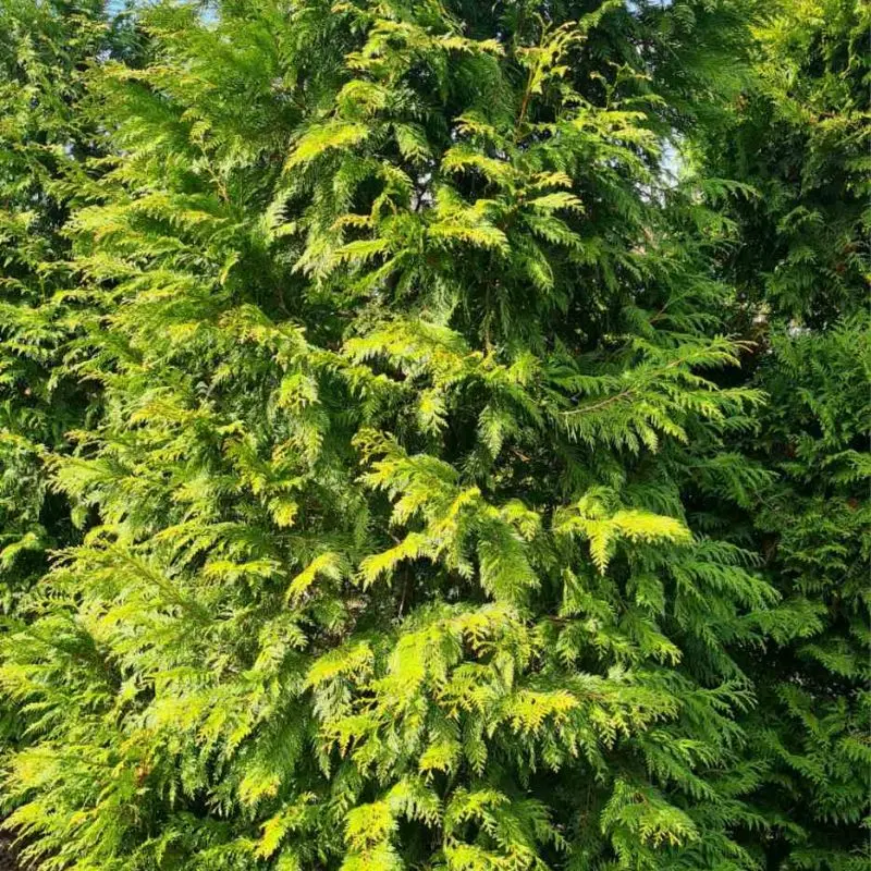 Туя plicata Martin (h 300+ см)