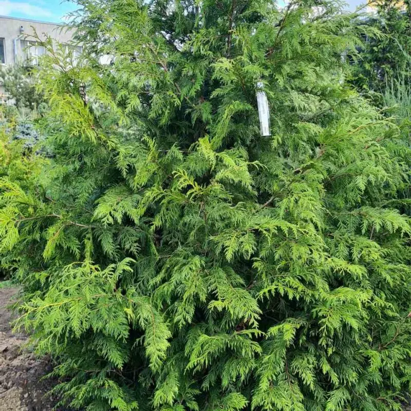 Туя plicata Zebrina
