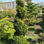 Туя Smaragd спіраль — Квітковий стиль, Харків