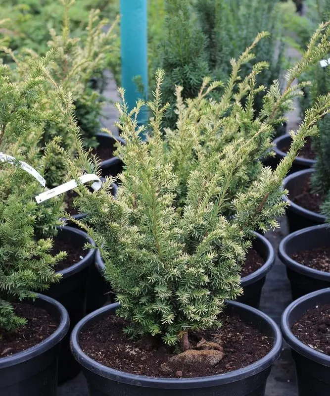 Тис braccata "Elegantissima" (h 60 см.)
