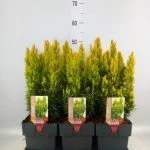 Тис ягідний Давид Taxus baccata 'David' — Квітковий стиль, Харків