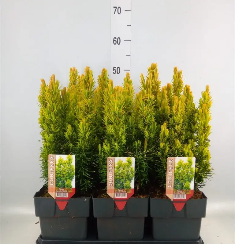 Тис ягідний Давид Taxus baccata 'David'