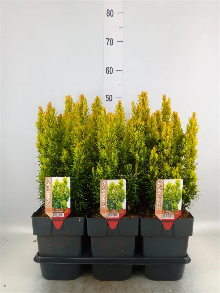 Тис ягідний Давид Taxus baccata 'David' — Квітковий стиль, Харків