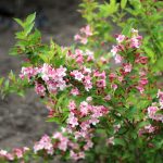 Вейгела florida pink — Квітковий стиль, Харків