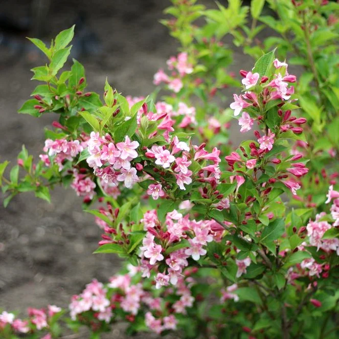 Вейгела florida pink