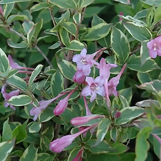Вейгела florida Sunny Princess штамб