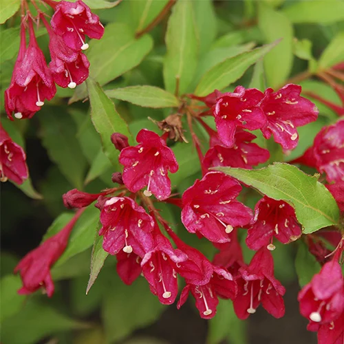 Вейгела x hybrida Eva Rathke