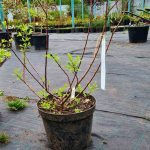 Верба Melanostachys — Квітковий стиль, Харків