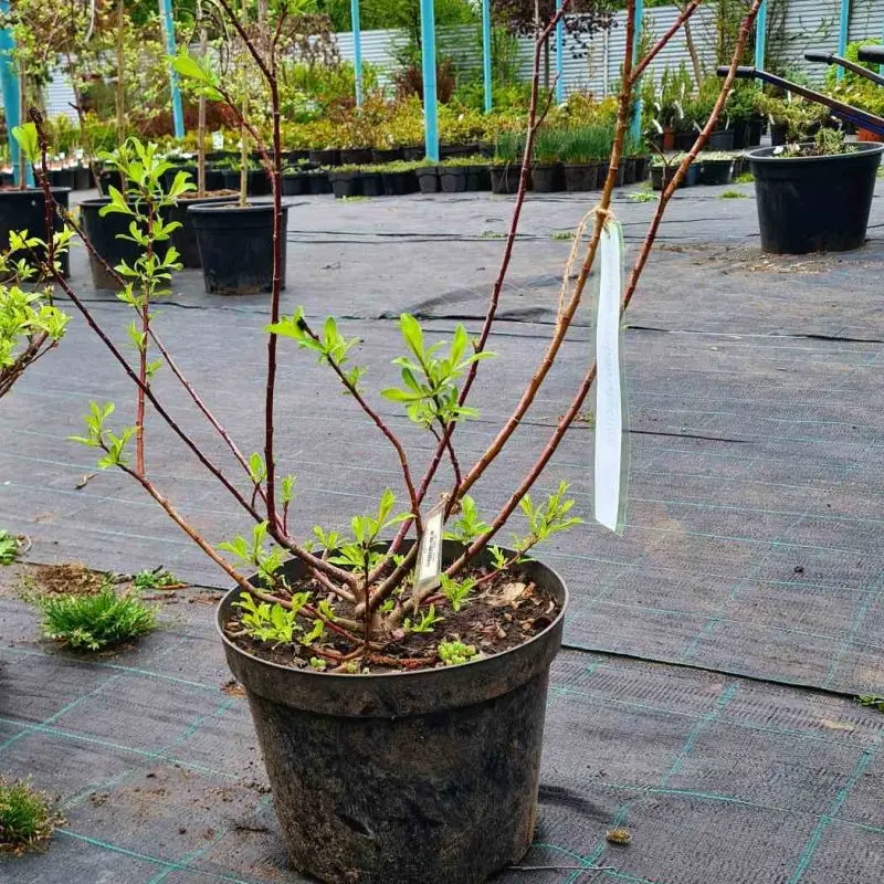 Верба Melanostachys