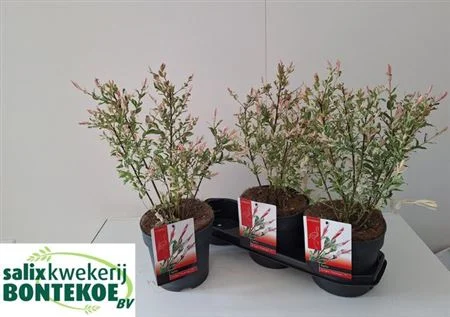 Верба ціліснолиста "Фламінго" Salix integra 'Flamingo'