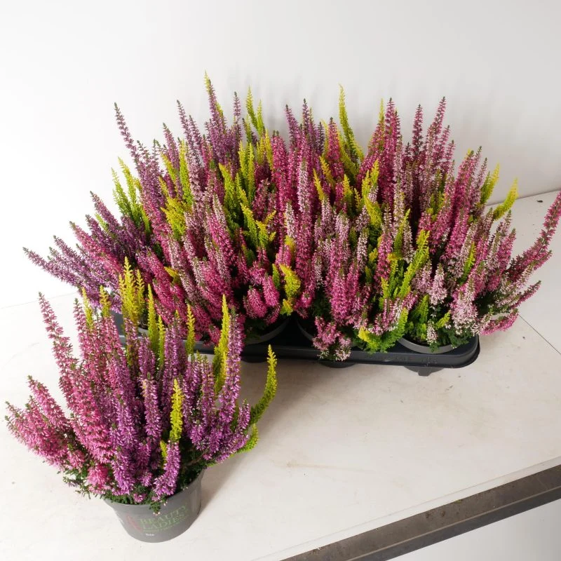 Верес (Calluna vulgaris) 30 см