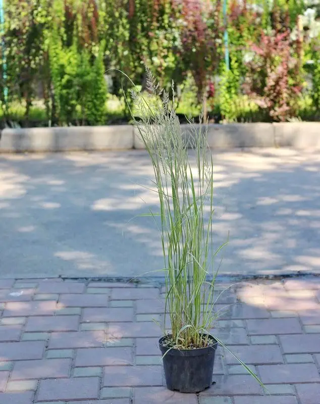 Війник гостроквітковий "Overdam" (h 100 см)