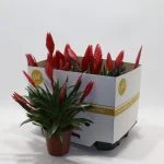 Врієзія «Conchita» (Vriesea 'Conchita') — Квітковий стиль, Харків