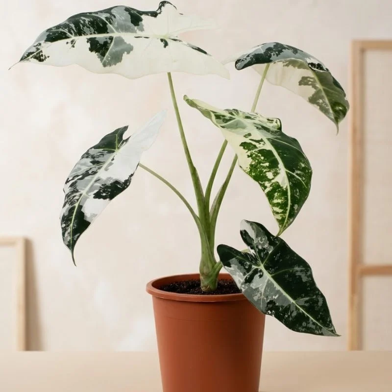 Алоказія «Фрайдек» (Alocasia micholitziana 'Frydek')