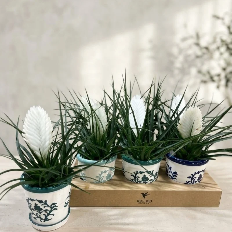Тіландсія "Biancini" (Tillandsia Cyanea)