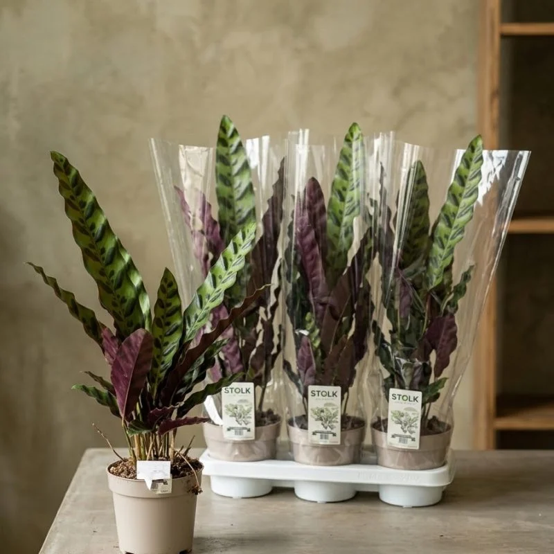 Калатея Лансіфолія (Calathea lancifolia)
