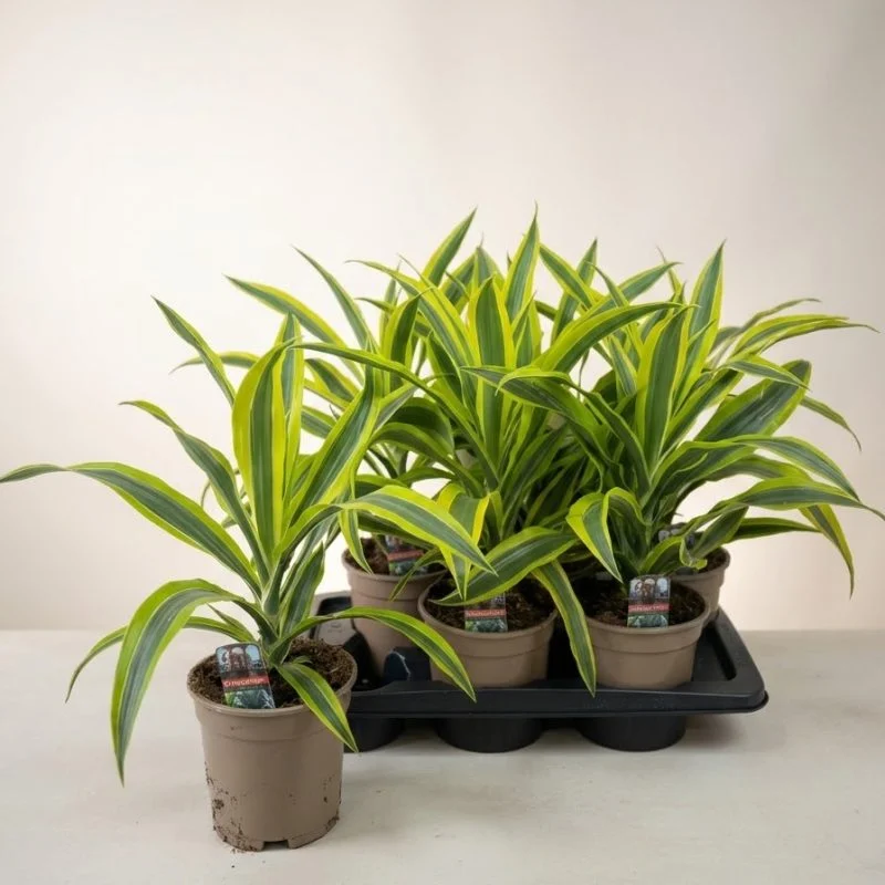 Драцена запашна "Лимон Лайм" (Dracaena fragrans 'Lemon Lime')